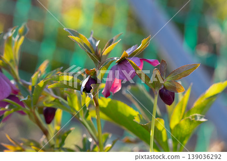 Helleborus orientalis Helleborus orientalis 139036292