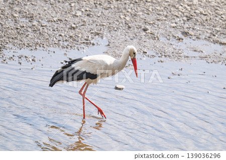 A large white stork with black wings, special red beak and long legs walks in shallow water to hunt fish A large white stork with black wings, special red beak and long legs walks in shallow water to hunt fish 139036296