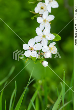 Delicate white blossoms Delicate white blossoms 139036318