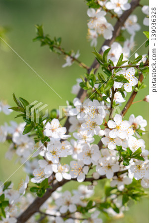 Delicate white blossoms 139036328