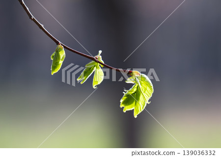 A close-up photo of blossoming buds 139036332