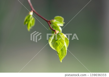 A close-up photo of blossoming buds A close-up photo of blossoming buds 139036333