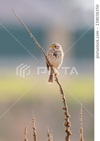 A close-up photo of a bunting 139036350