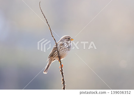 A close-up photo of a bunting A close-up photo of a bunting 139036352