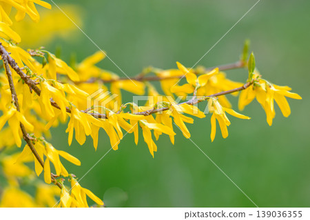 A close-up photo of forsythia flowers A close-up photo of forsythia flowers 139036355