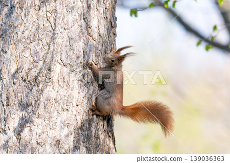 A photo of a squirrel in a tree A photo of a squirrel in a tree 139036363