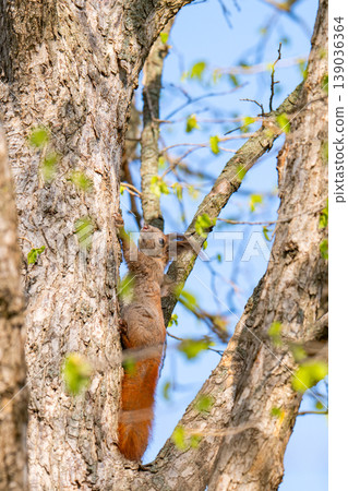A photo of a squirrel in a tree 139036364