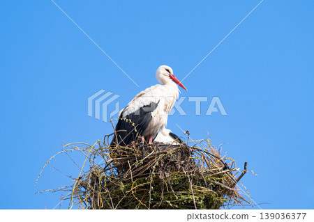photo of storks in a nest in spring photo of storks in a nest in spring 139036377