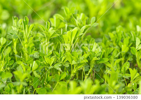 Young Alfalfa Plants in Spring: A Macro Photography Exploration of Lush Green Stems and Leaves in a Vibrant Field of Fresh Lucerne Grass 139036380