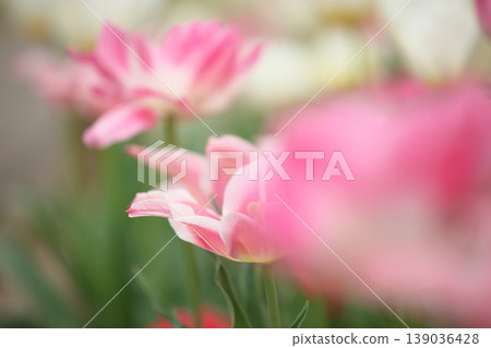 Spring flowers in full bloom in a tulip field. Spring flowers in full bloom in a tulip field. 139036428