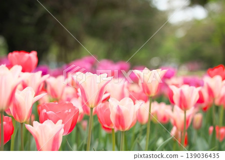 Spring flowers in full bloom in a tulip field. Spring flowers in full bloom in a tulip field. 139036435