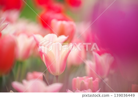 鬱金香花田裡,春花盛開。 鬱金香花田裡,春花盛開。 139036449