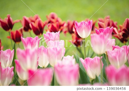 Spring flowers in full bloom in a tulip field. Spring flowers in full bloom in a tulip field. 139036456