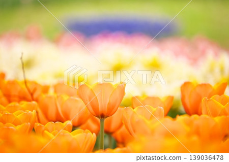 Spring flowers in full bloom in a tulip field. 139036478