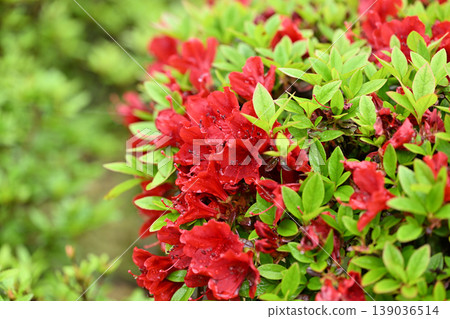 Kirishima azaleas after the spring rain Kirishima azaleas after the spring rain 139036514