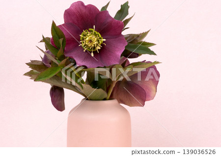 hellebore flowers hellebore flowers 139036526