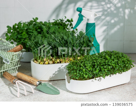 Growing fresh microgreens and seedlings for healthy eating 139036575