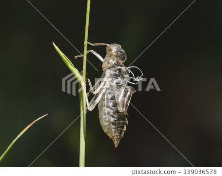 A dragonfly is transforming from its larval stage on the plant A dragonfly is transforming from its larval stage on the plant 139036578
