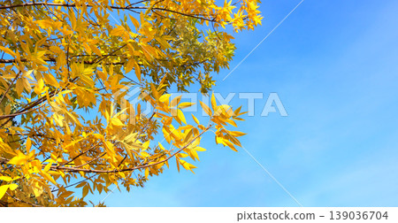 Calm fall season. Ash leaves on sunny beautiful nature blue sky background. Horizontal autumn banner with ash-tree leaf of yellow color 139036704