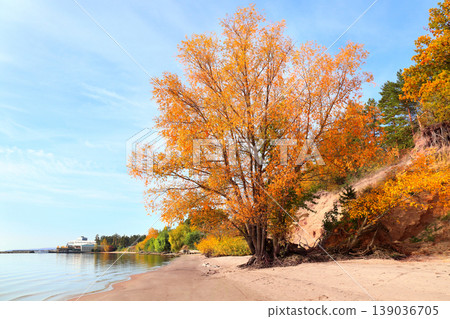 Calm fall season. Beautiful landscape with big tree on the sandy shore. Willow tree with yellow and orange leaves at the riverland in sunny day Calm fall season. Beautiful landscape with big tree on the sandy shore. Willow tree with yellow and orange leaves at the riverland in sunny day 139036705