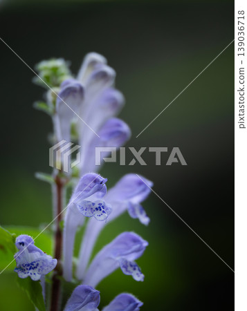 Kobano Tatsunami in the early summer forest 139036718