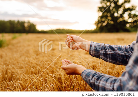 Grains of wheat in hands of the farmer. Crop of oats in male's hands. Agricultural farm. Grains of wheat in hands of the farmer. Crop of oats in male's hands. Agricultural farm. 139036801