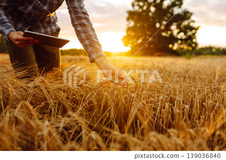 Farmer working with Tablet on wheat field. Smart farming and digital agriculture. Growth dynamics. Farmer working with Tablet on wheat field. Smart farming and digital agriculture. Growth dynamics. 139036840