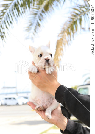法國鬥牛犬 139036854