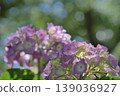 hydrangea   139036927