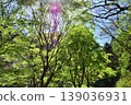 Fresh green 139036931
