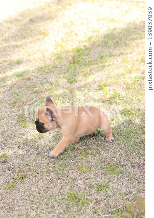 French bulldog French bulldog 139037039