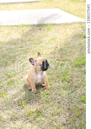 French bulldog French bulldog 139037045