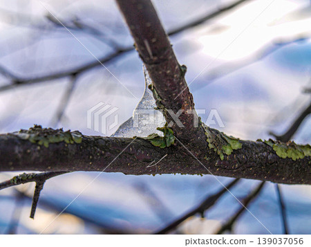 Detailed macro of an emerald mossy branch encrusted in frozen ice. Transparent crystal texture with light refraction and thawed water drops. Winter botanical study with deep moody atmosphere 139037056