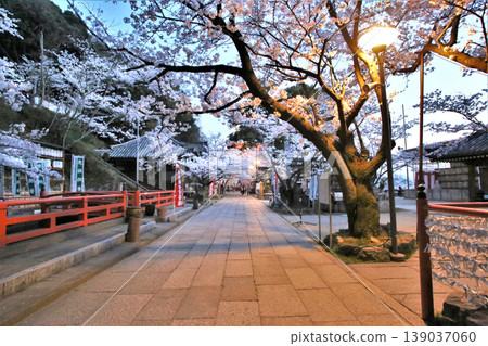 君井寺(護國院):和歌山市寺廟庭院內夜晚燈光照耀下的櫻花。 君井寺(護國院):和歌山市寺廟庭院內夜晚燈光照耀下的櫻花。 139037060