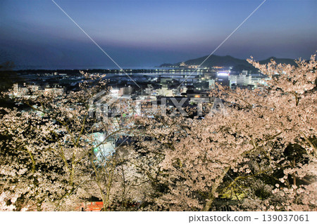 Cherry blossoms illuminated at night in the grounds of Kimii-dera Temple (Gokoku-in), overlooking the Wakaura area, Wakayama City. Cherry blossoms illuminated at night in the grounds of Kimii-dera Temple (Gokoku-in), overlooking the Wakaura area, Wakayama City. 139037061