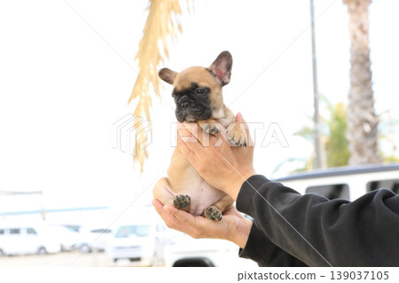 French bulldog French bulldog 139037105