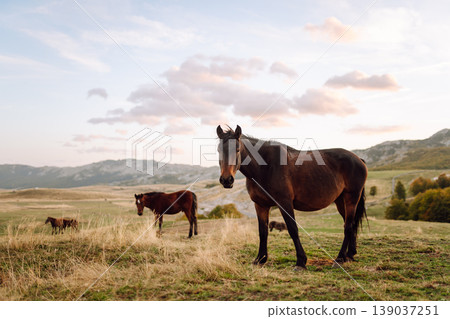 Beautiful horses grazing, eating grass in mountains. Mountain landscape and green meadows. Freedom. Beautiful horses grazing, eating grass in mountains. Mountain landscape and green meadows. Freedom. 139037251