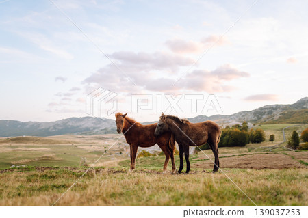 Beautiful horses grazing, eating grass in mountains. Mountain landscape and green meadows. Freedom. Beautiful horses grazing, eating grass in mountains. Mountain landscape and green meadows. Freedom. 139037253