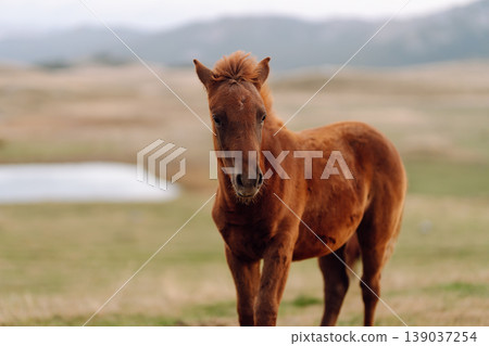 Beautiful horses grazing, eating grass in mountains. Mountain landscape and green meadows. Freedom. 139037254