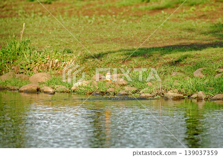 Saitama Prefecture, Sayama City, Chikozan Park, Kingfisher (Kingfisher) Saitama Prefecture, Sayama City, Chikozan Park, Kingfisher (Kingfisher) 139037359