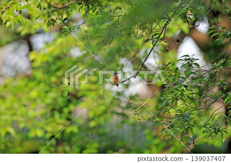 Saitama Prefecture, Sayama City, Chikozan Park, Kingfisher (Kingfisher) 139037407