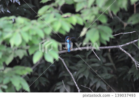Saitama Prefecture, Sayama City, Chikozan Park, Kingfisher (Kingfisher) Saitama Prefecture, Sayama City, Chikozan Park, Kingfisher (Kingfisher) 139037493