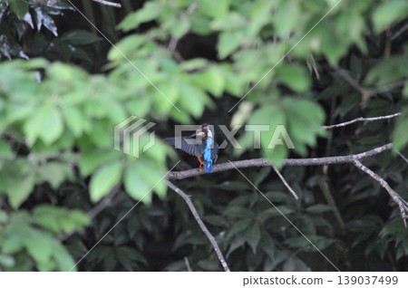 Saitama Prefecture, Sayama City, Chikozan Park, Kingfisher (Kingfisher) Saitama Prefecture, Sayama City, Chikozan Park, Kingfisher (Kingfisher) 139037499