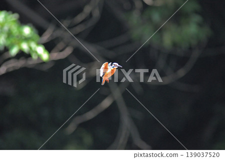 Saitama Prefecture, Sayama City, Chikozan Park, Kingfisher (Kingfisher) Saitama Prefecture, Sayama City, Chikozan Park, Kingfisher (Kingfisher) 139037520