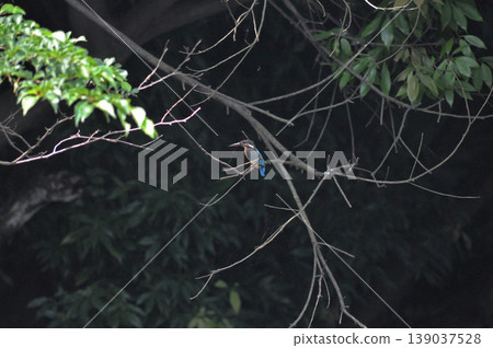 Saitama Prefecture, Sayama City, Chikozan Park, Kingfisher (Kingfisher) Saitama Prefecture, Sayama City, Chikozan Park, Kingfisher (Kingfisher) 139037528