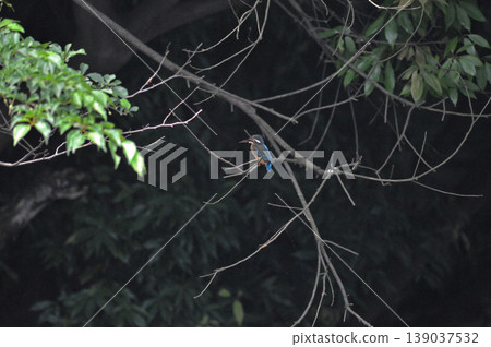 Saitama Prefecture, Sayama City, Chikozan Park, Kingfisher (Kingfisher) Saitama Prefecture, Sayama City, Chikozan Park, Kingfisher (Kingfisher) 139037532