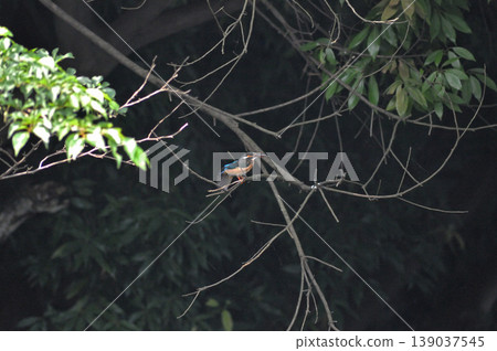 Saitama Prefecture, Sayama City, Chikozan Park, Kingfisher (Kingfisher) Saitama Prefecture, Sayama City, Chikozan Park, Kingfisher (Kingfisher) 139037545