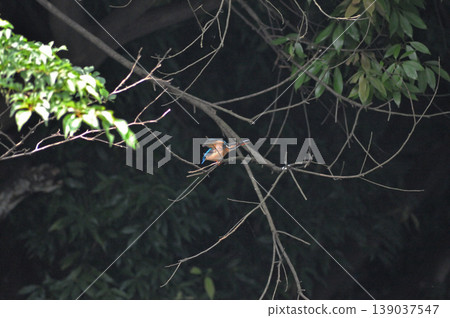Saitama Prefecture, Sayama City, Chikozan Park, Kingfisher (Kingfisher) Saitama Prefecture, Sayama City, Chikozan Park, Kingfisher (Kingfisher) 139037547