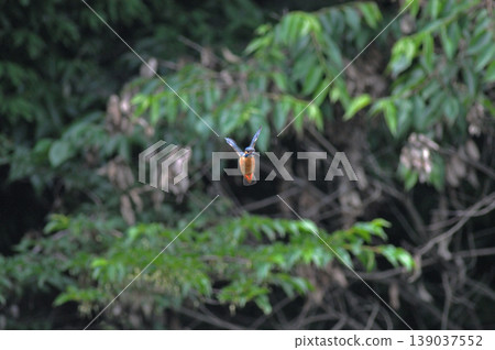 Saitama Prefecture, Sayama City, Chikozan Park, Kingfisher (Kingfisher) 139037552