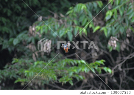 Saitama Prefecture, Sayama City, Chikozan Park, Kingfisher (Kingfisher) Saitama Prefecture, Sayama City, Chikozan Park, Kingfisher (Kingfisher) 139037553